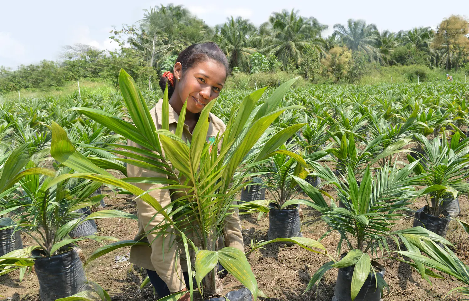 Palm oil plantation